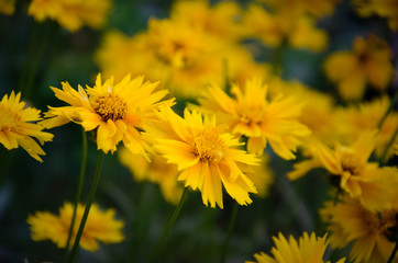 yellow flowers