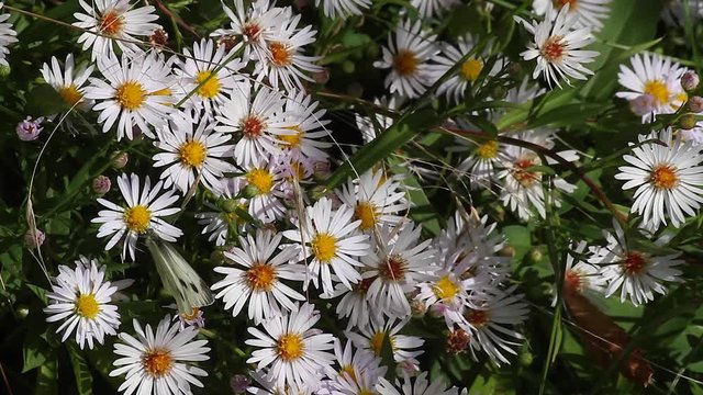 Mariposa Blanca de la col (Lythrum salicaria) y abeja,entre margaritas 