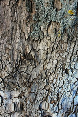 old tree bark