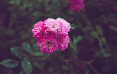 purple flower