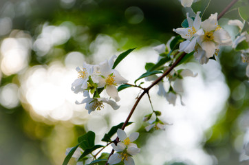 flowers of cherry tree