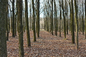 forest in autumn
