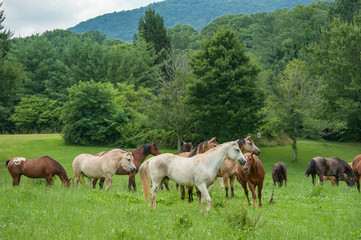 Naklejka na ściany i meble Horse herd with mixed breeds grazing lush pasture