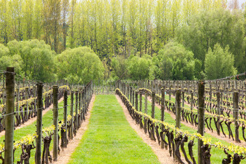 Vineyard at a winery in early Spring, Upper Moutere, Nelson, South Island, New Zealand