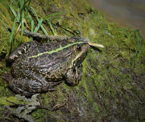 Beautiful frog on the shore of the pond