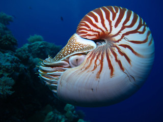 Incredible underwater world - Nautilus pompilius. Diving, underwater photography in Palau.