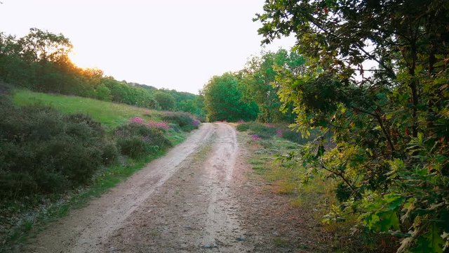 Atardecer en camino de tierra por un bosque de robles