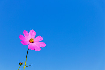 Pink flower kosmeya against a blue sky background. Copy space_