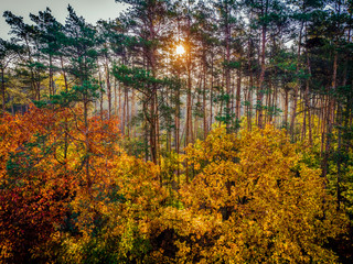 Sunset in the forest