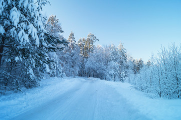 Winter landscape in frozen wood