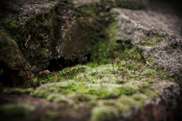 stream in forest