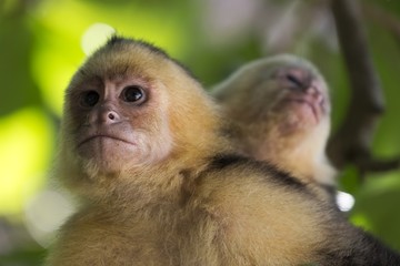 The Panamanian White Headed Capuchin Monkey (Cebus Imitator) in Costarica Manuel Antonio National Park