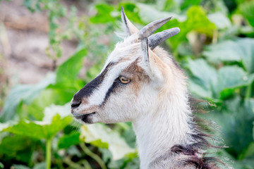 Young goat with horns on green grass background_