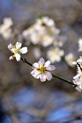 white flowers of a tree