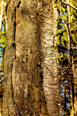 Naklejka premium Kirsche im Wald