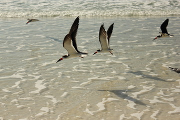 Black Skimers flying at the beach bird