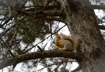 squirrel on tree