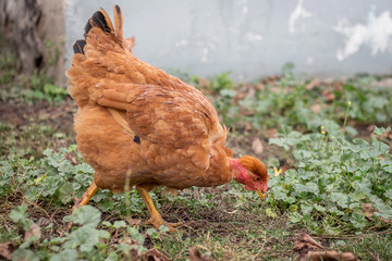 Chicken breed bare neck looking for food in the garden_