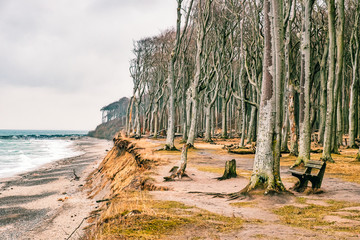Ostseeküste im Winter Gespensterwald Nienhagen