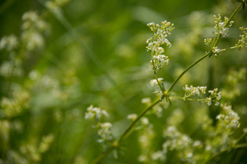 Tiny little with flowers with greenery