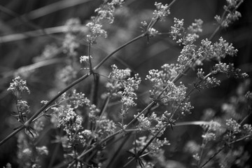 Tiny little with flowers in black and white