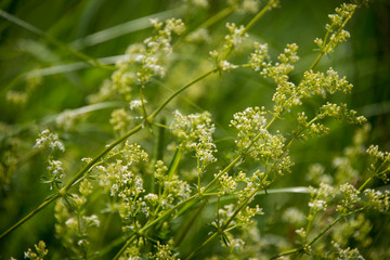 Tiny little with flowers with greenery