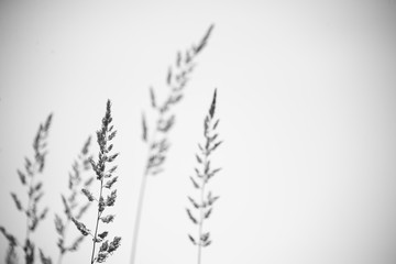 Wild grass in a windy field in black and white