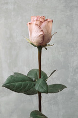 Single beautiful pink rose isolated on gray
