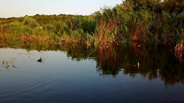 Birds in calm water