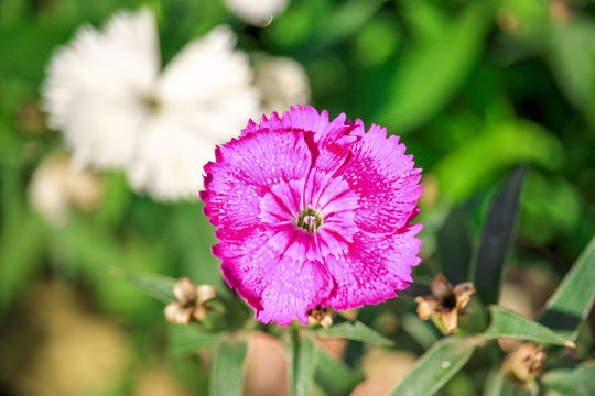 Pink Dianthus Deltoide Flower