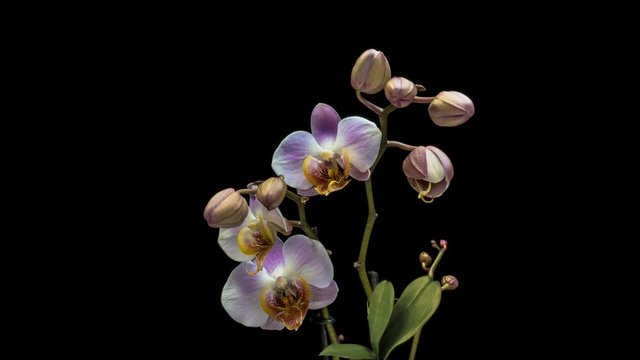 Timelapse of blooming Orchid flowers on a black background. 4K