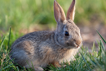Cute Cottontail Rabbit