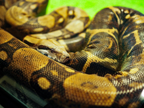 Big Python with his head curled up lying in a terrarium on a green background