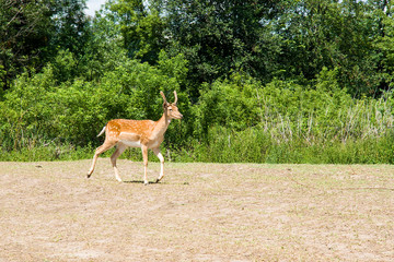 Young Male of fallow deer