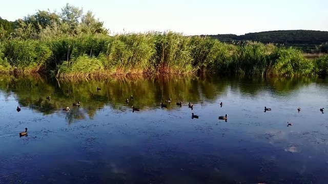 Birds in calm water