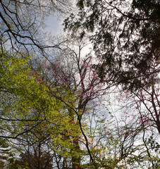 Obraz premium spring trees