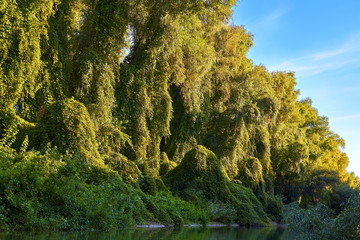 Shoreline of Danube river overgrown of green thick thickets of trees and wild grapes on the banks of the at summer
