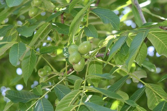 Green walnuts on a tree