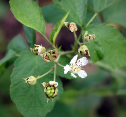 Dewberry Rubus caesius