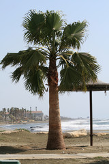 Palm tree on the seaside