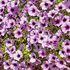 Blühende violette Petunien