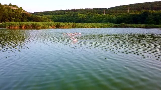 Small flock of pelicans in a lake