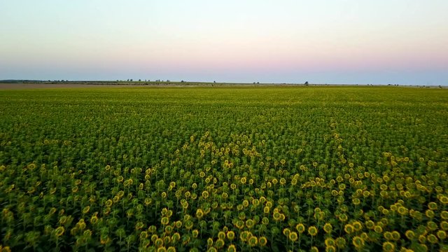 Low flight over sunflowers