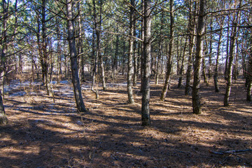 harsh Ukrainian winter in the forest