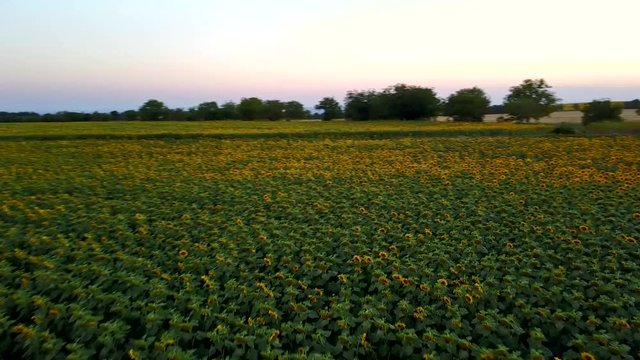 Low flight over sunflowers
