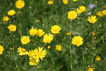 Fototapeta premium Yellow daisies in the field