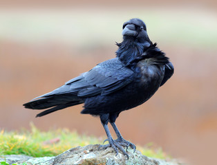 Raven with his iridescent feathers being blown in the wind