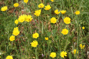 Obraz premium Yellow daisies in the field