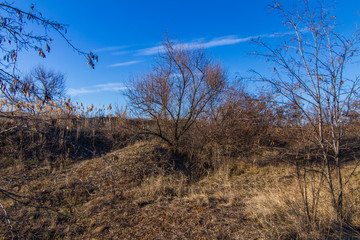 Morning winter snowless landscape