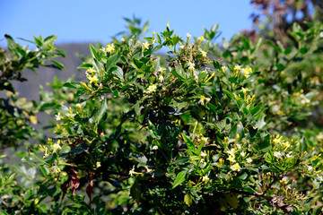 Wohlriechender Jasmin (Jasminum fruticans)